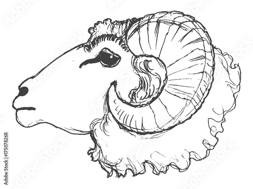 ram domestic animal