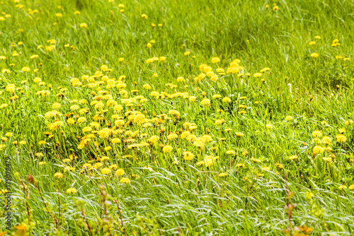 Group of many yellow dandelion flowers in green grass farm field in Quebec, Canada Charlevoix region