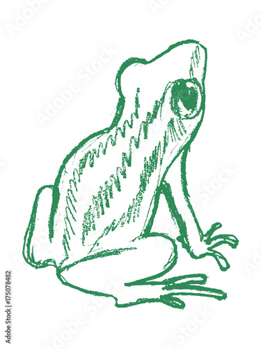 tree frog, tropical animal