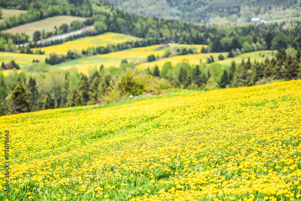 Closeup of patch farm field hills of yellow dandelion flowers in green grass in Quebec, Canada Charlevoix region by mountains, hills, forest, rural road in countryside