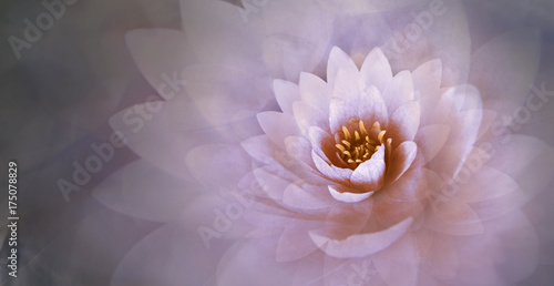 pink lotus flower with a dreamy background 