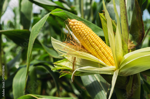  fresh corn on stalk in field