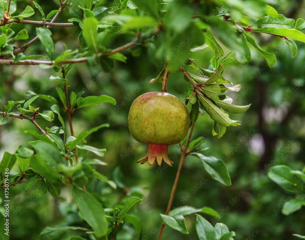 Ripe pomegranate fruit on tree branch. Ripe pomegranate fruit on tree branch.