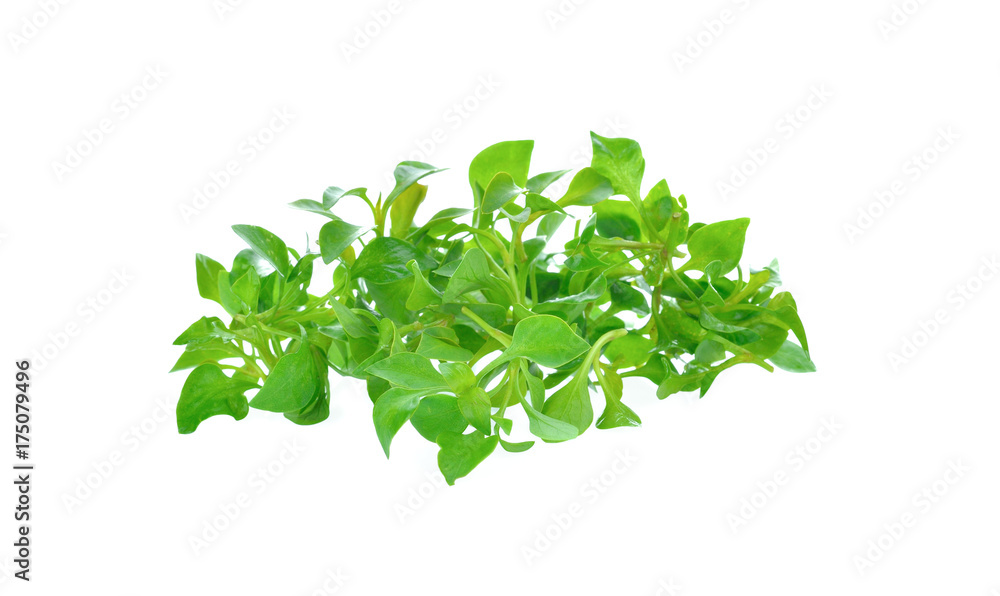 watercress on white background watercress on white background