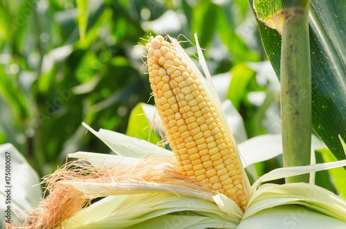  close up fresh corn on stalk in field