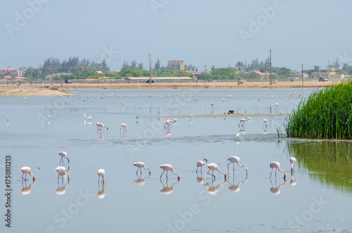 Flamingos feeding in laggon of desert town Lobito, Angola, Southern Africa photo