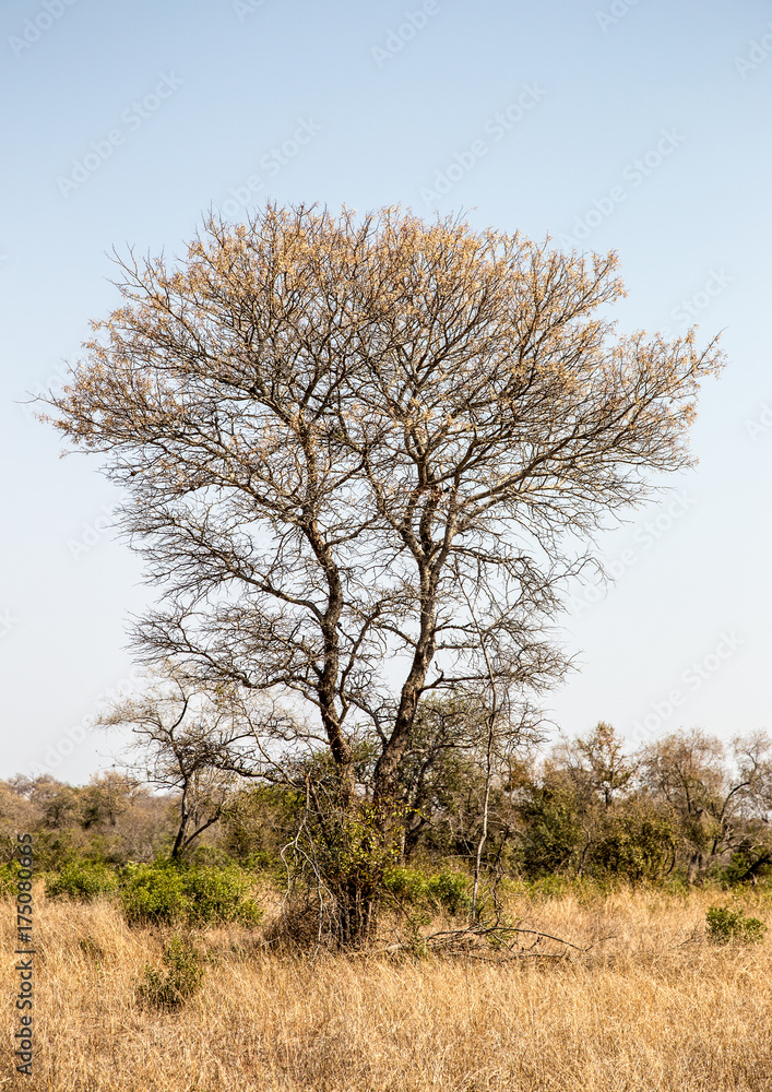 Trees in Sabi Sabi Trees in Sabi Sabi