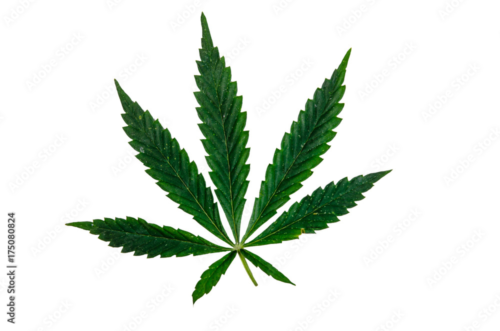 Leaf of the cannabis plant isolated on white Leaf of the cannabis plant isolated on white