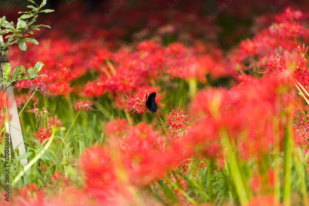 曼殊沙華と蝶 曼殊沙華と蝶