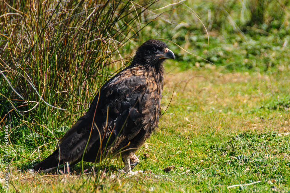 Striated Caracara on the Falkland Islands Striated Caracara on the Falkland Islands