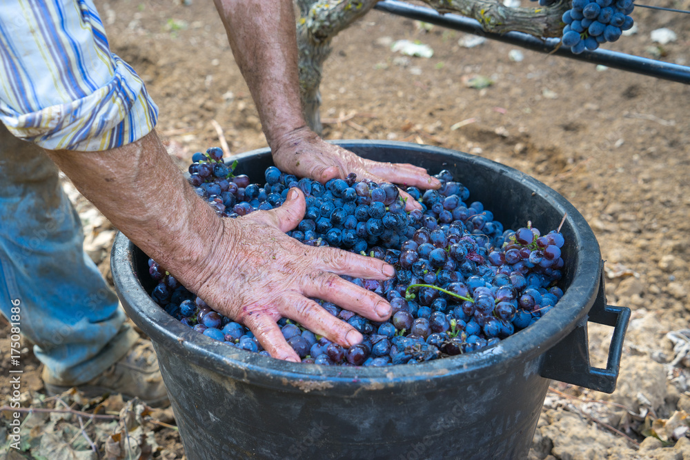 Obraz premium Vendemmia