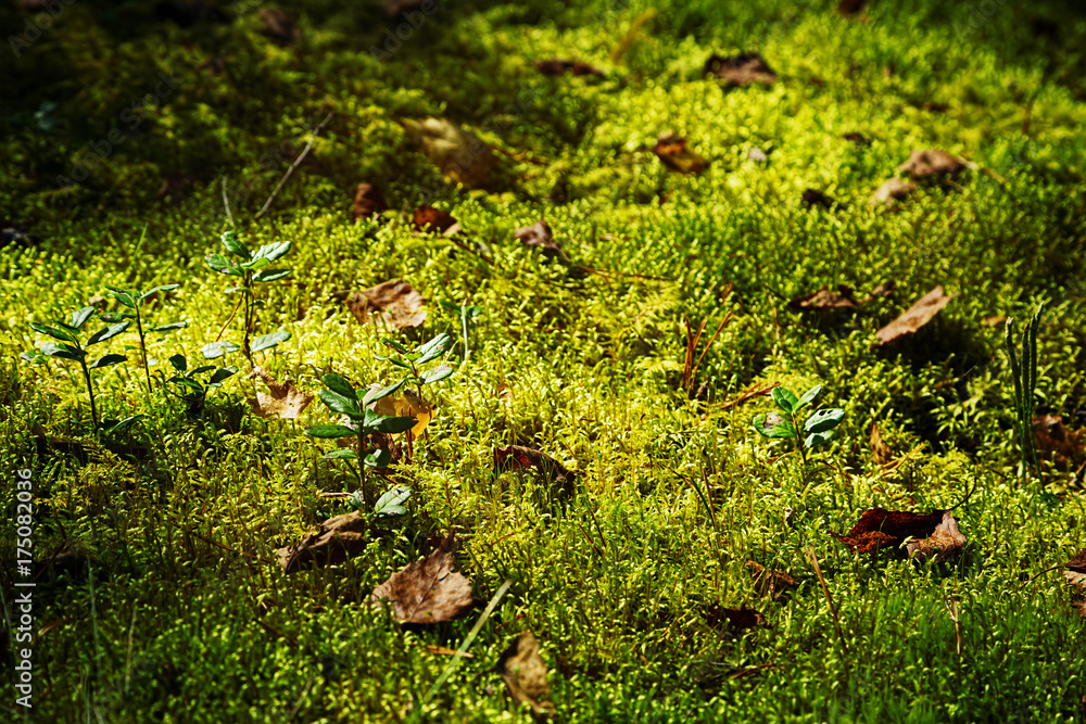 Fototapeta premium Moss carpet with plants in autumn forest