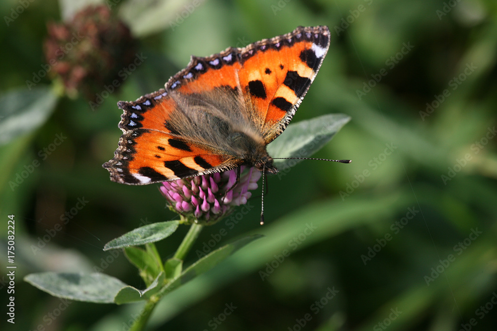 Obraz premium small tortoiseshell