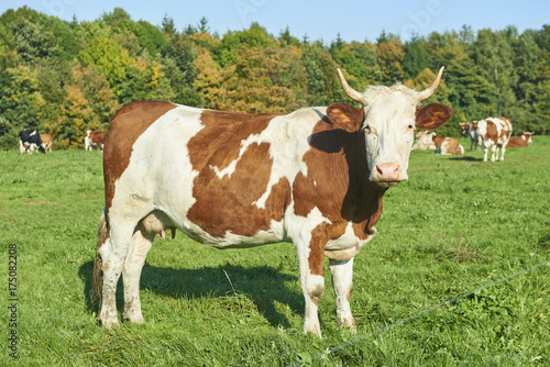 Dairy cow at summer sunset green field