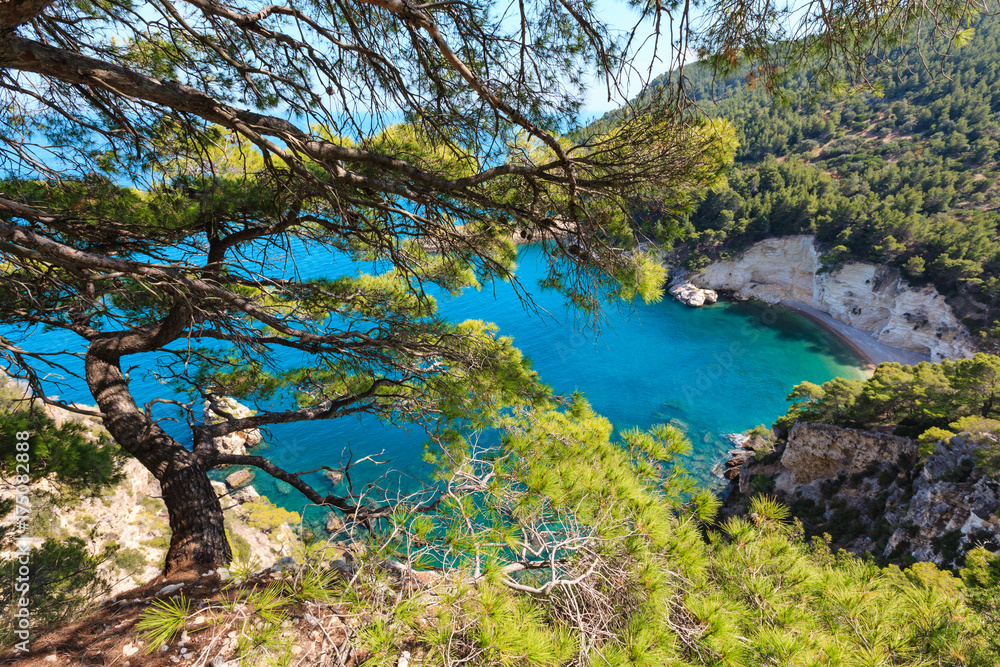 Naklejka premium Summer big pine tree beach above summer calm bay