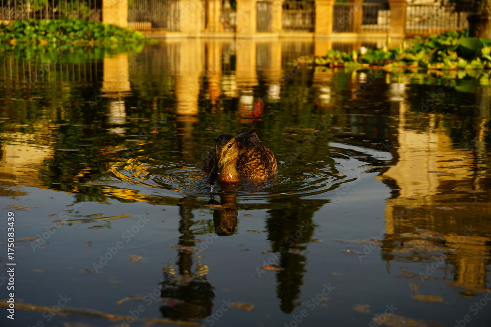 Duck