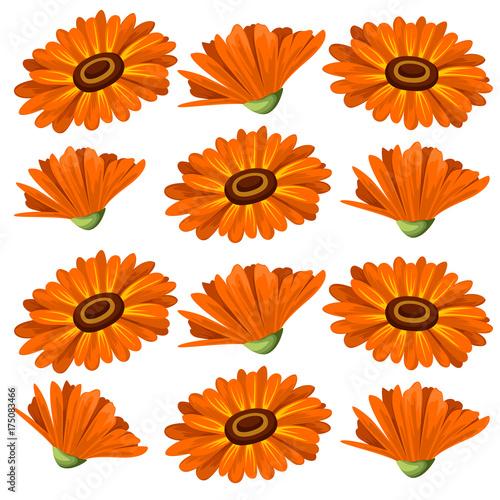 Vector illustration calendula flowers on white background. Medicinal herbs in sketch style Web site page and mobile app design