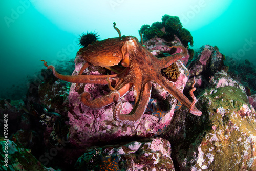 оctopus in the deep ocean