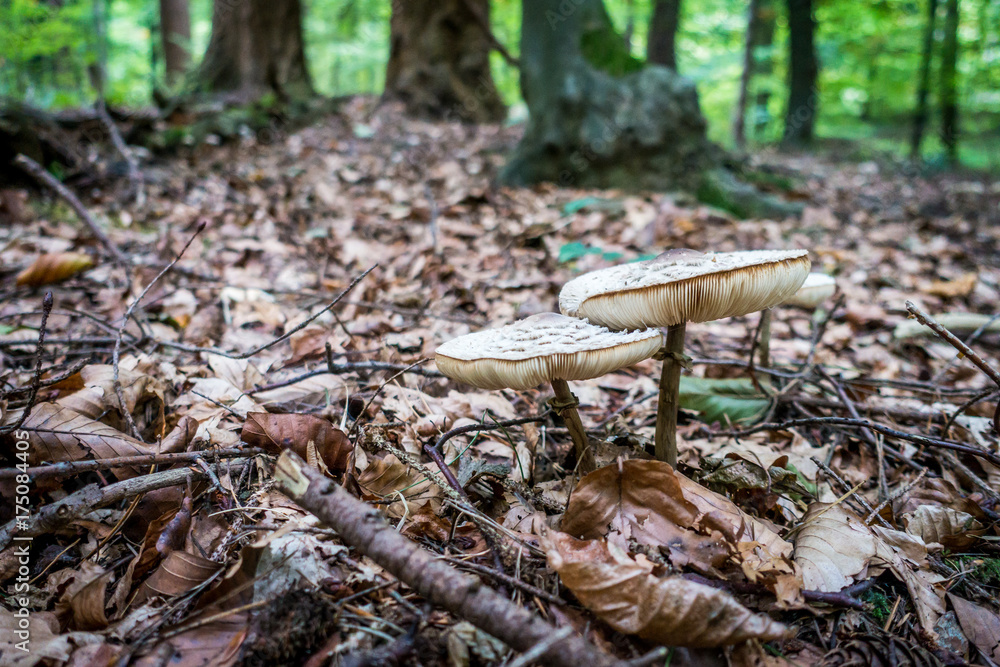 Obraz premium Parasol