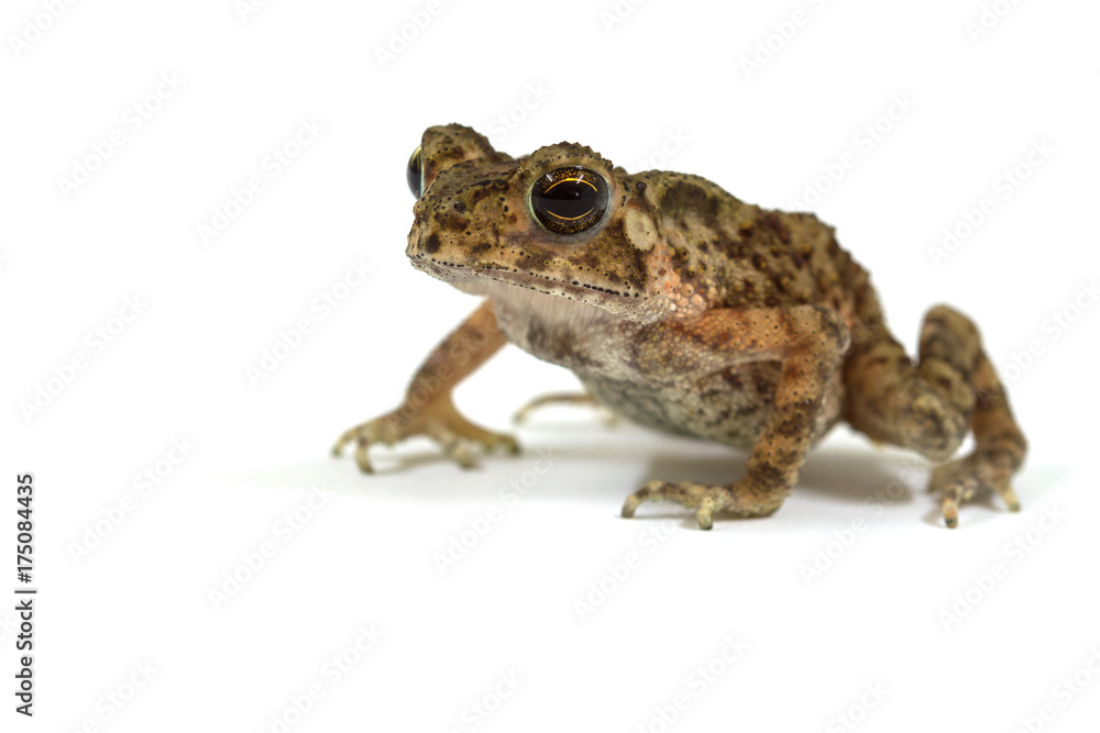 Fototapeta premium Asian common toad on white background