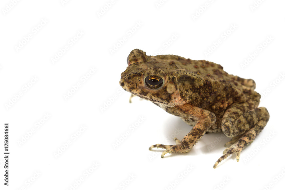 Fototapeta premium Asian common toad on white background