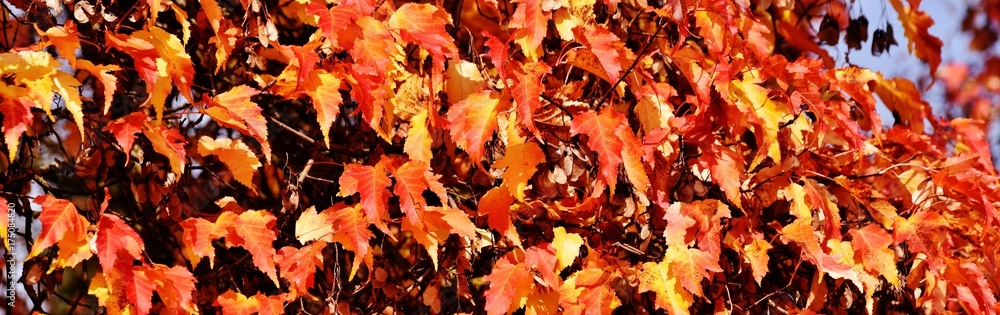 Close up of Maple leaves in autumn colors Close up of Maple leaves in autumn colors