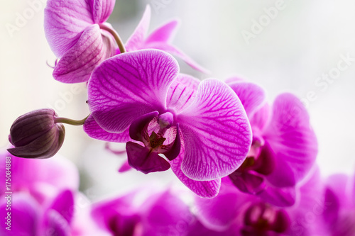 Blooming Purple Orchid close up. Flower close up.
