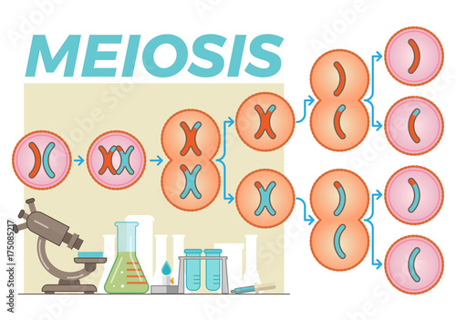 Schematic illustration with meiosis cell division process and various lab objects in the background 
