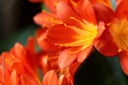 Natal lily flower (Clivia miniata)