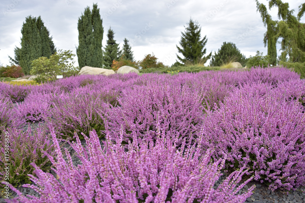 field of heather herb blossoms 