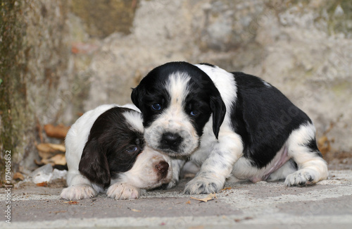 Obraz na płótnie Springer spaniel Puppies dog