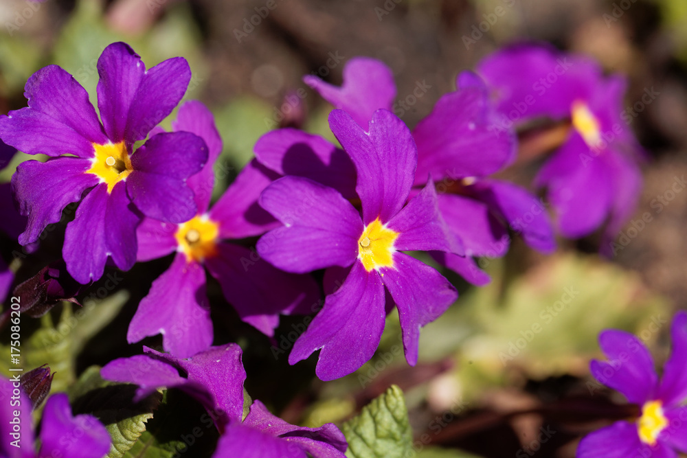 Flower of a garden primrose Flower of a garden primrose