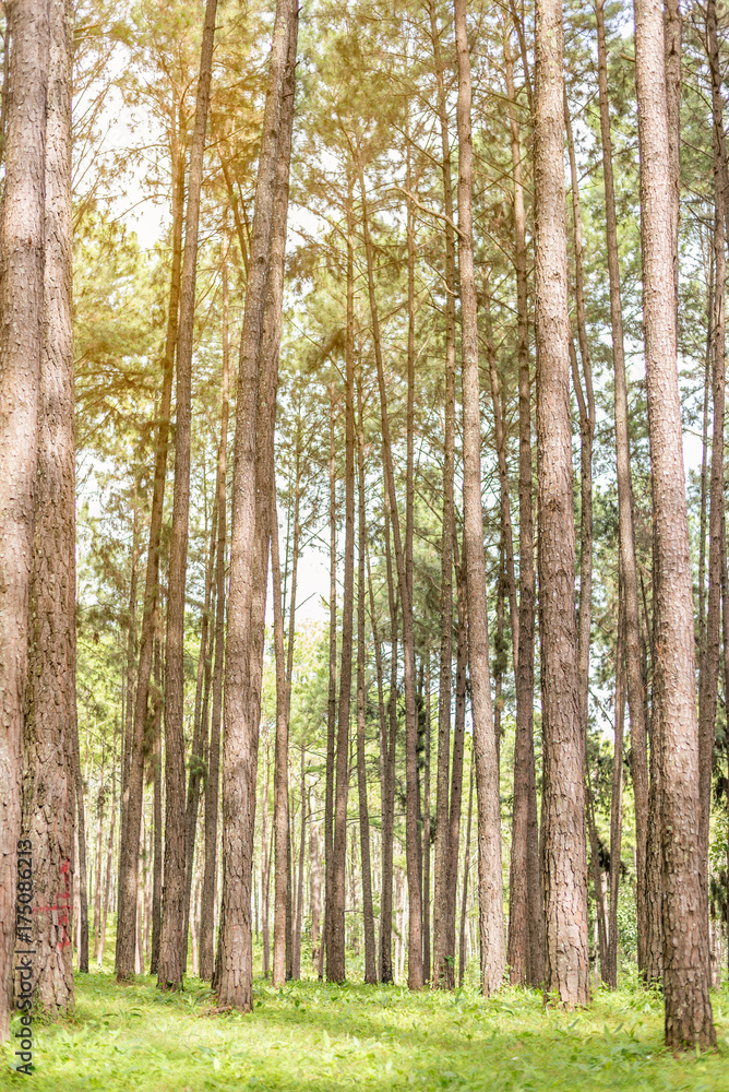 Tall green pine trees forest with green grass floor in day time, summer season. Tall green pine trees forest with green grass floor in day time, summer season.