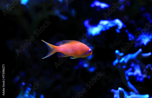 Anthias saltwater aquarium fish 