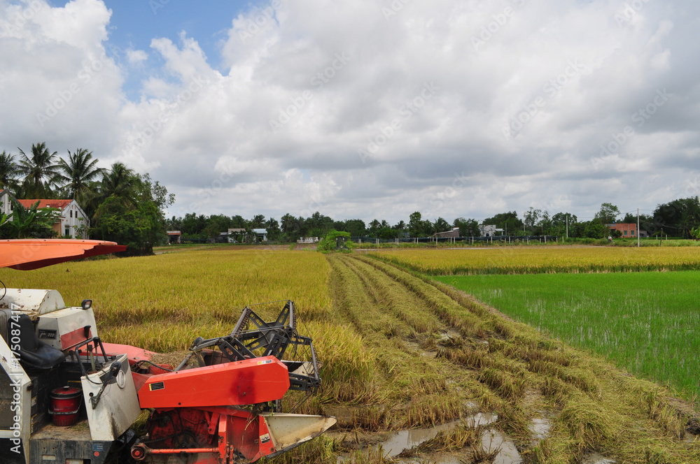 Obraz premium Farmers are harvesting rice in the golden field in spring, in western Vietnam September 2014. Combine harvester collects on the wheat crop. Agricultural machinery in the field.