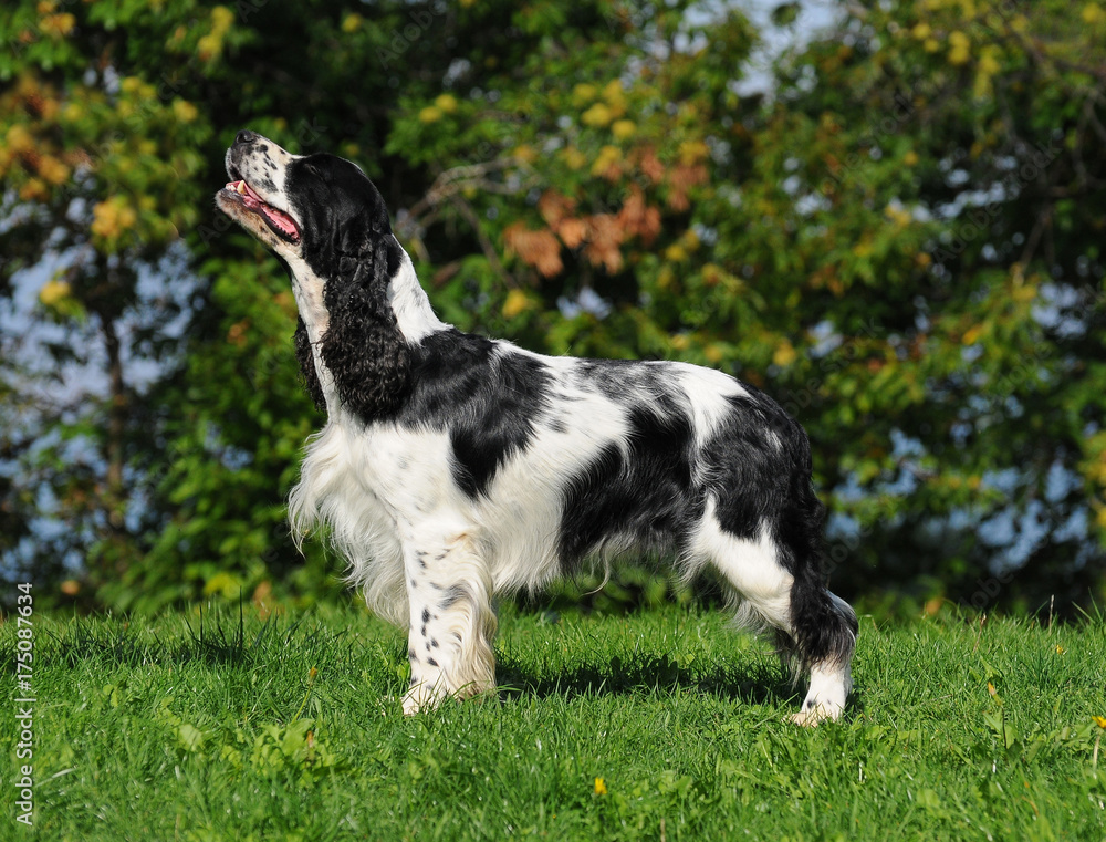 Springer spaniel dog