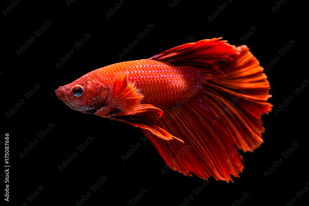 Red fighting fish isolated on black background Red fighting fish isolated on black background