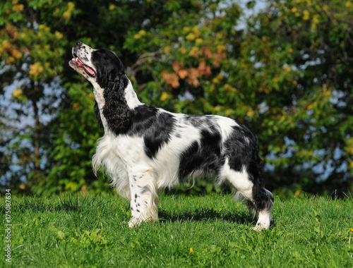 Obraz na płótnie Springer spaniel dog