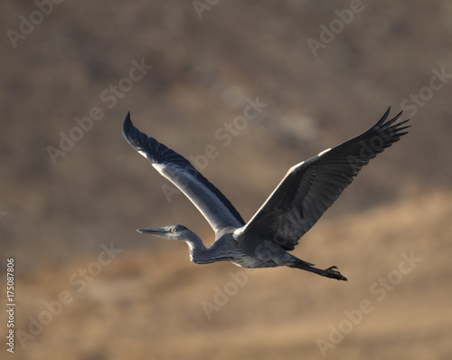Grey heron flying © tahir