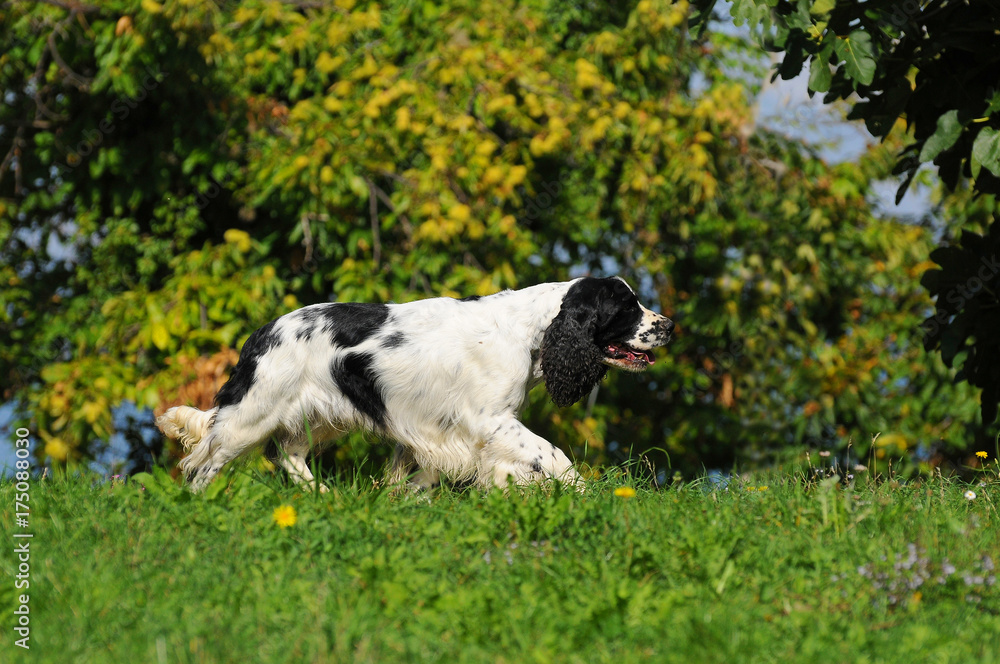 Springer spaniel dog Springer spaniel dog