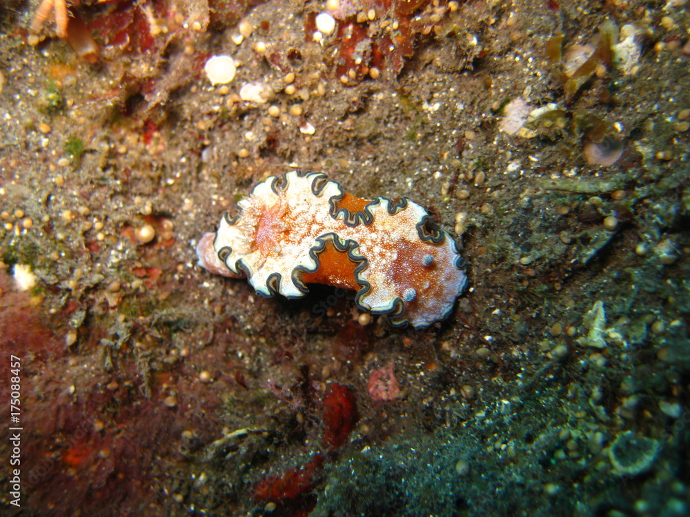 Nacktschnecke Nacktschnecke