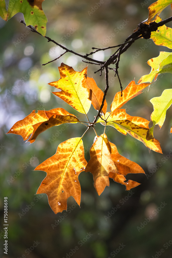 Obraz premium Fall Leaves
