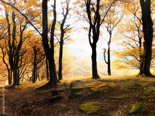 misty morning autumn forest sunrise in beech woodland