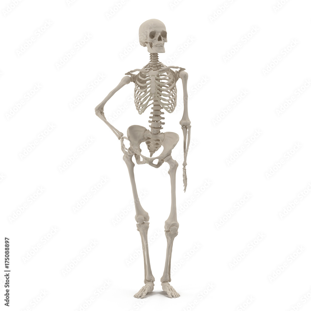 Human Female Skeleton standing pose on white. Front view. 3D ...