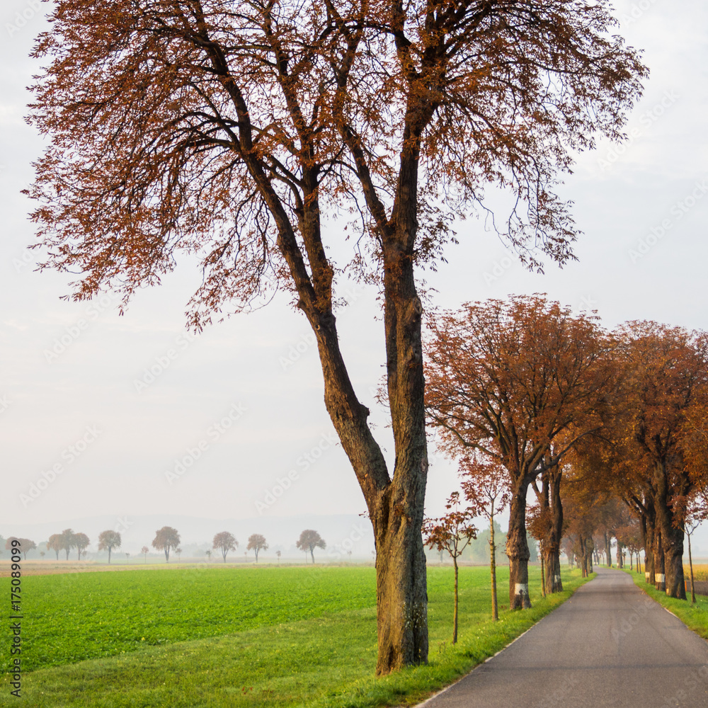 Obraz premium Landstraße mit Allee im Herbst