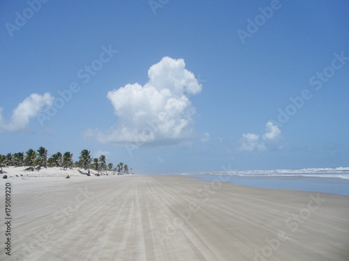 Buggy tracks on the sand with palms and the ocean in the ditance photo