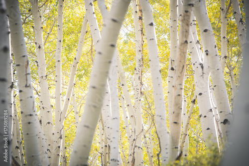 Aspen Grove