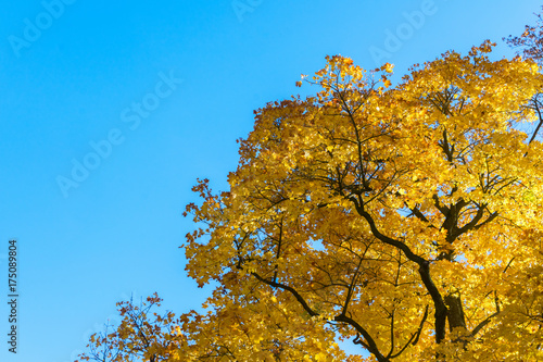Vibrant yellow golden maple fall tree foliage on bright blue sky