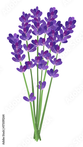 Simple flat lavender vector illustration isolated on white background