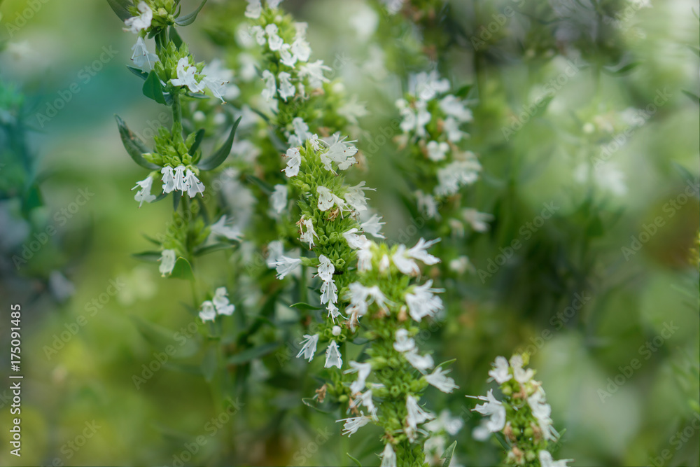 Close-up of a blade of blooming lavender. Shallow depth of focus. Close-up of a blade of blooming lavender. Shallow depth of focus.